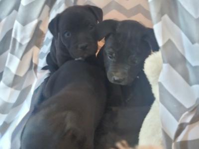 🔥last Staffy pup available 🐶
