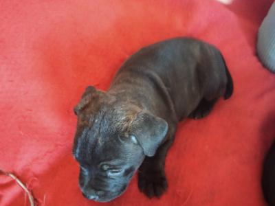 🔥last Staffy pup available 🐶