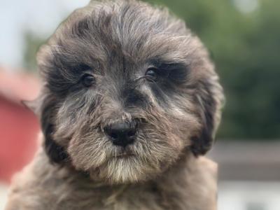 Male Bernedoodle puppy in Limerick