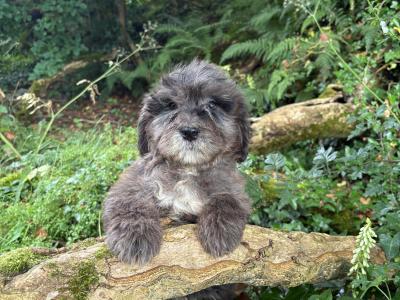 Male Bernedoodle puppy in Limerick