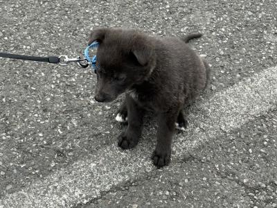 Blue German Shepherd Male