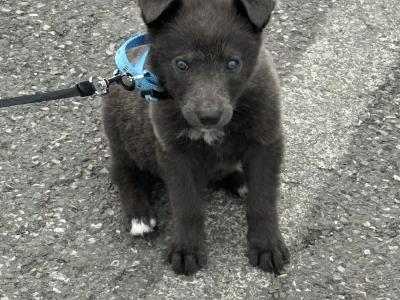 Blue German Shepherd Male