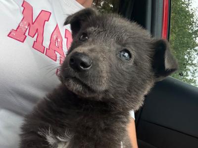 Blue German Shepherd Male