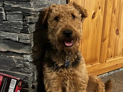 Airedale Terrier for stud in Wexford