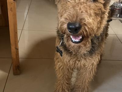 Airedale Terrier for stud in Wexford