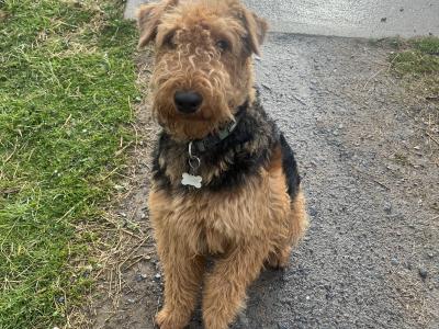 Airedale Terrier for stud in Wexford