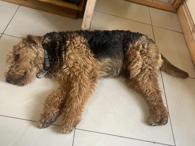 Airedale Terrier for stud in Wexford