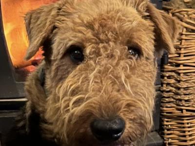 Airedale Terrier for stud in Wexford