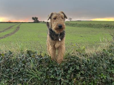 Airedale Terrier for stud in Wexford