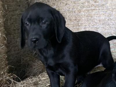 IKC Registered (pending) Labrador puppies in Meath