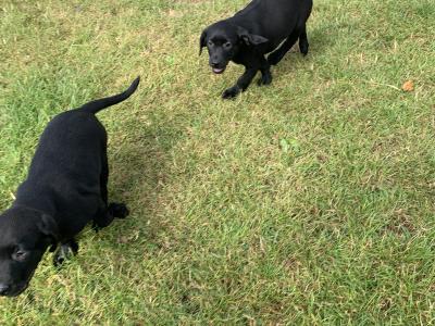 Labrador puppies in Meath - IKC Pending