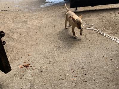 Labrador puppies in Meath - IKC Pending