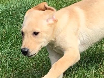 Labrador puppies in Meath - IKC Pending