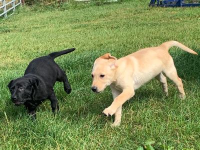 IKC Registered (pending) Labrador puppies in Meath