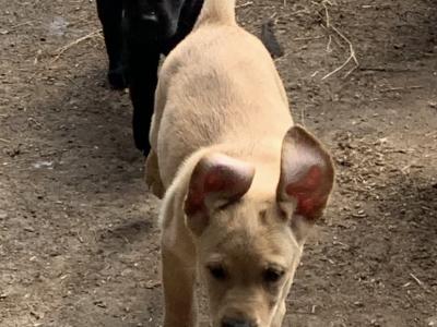Labrador puppies in Meath - IKC Pending