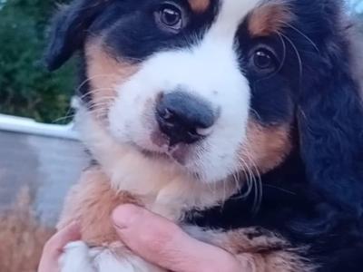 Male Purebred Bernese Mountain Family pup for sale