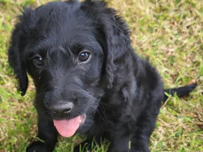 Friendly Labradoodle puppies in Wexford