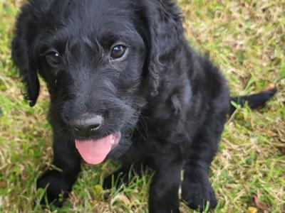 Friendly Labradoodle puppies