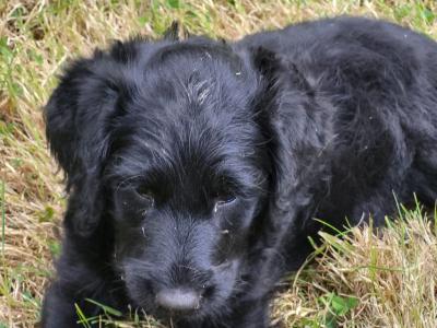 Friendly Labradoodle puppies