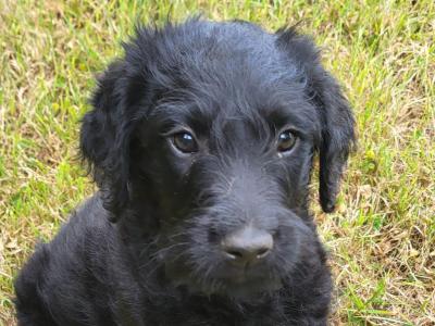 Friendly Labradoodle puppies in Wexford