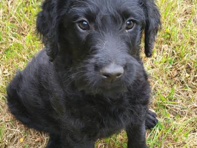 Friendly Labradoodle puppies
