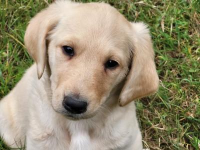 Friendly Labradoodle puppies