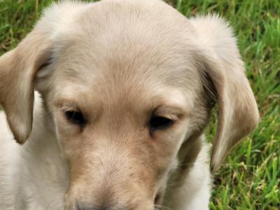 Friendly Labradoodle puppies