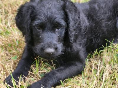 Friendly Labradoodle puppies