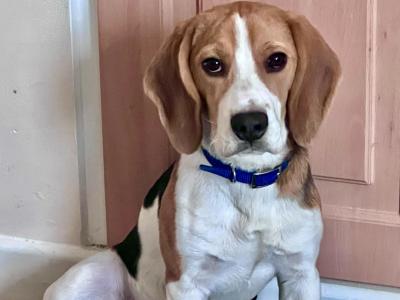 Male Beagle in Sligo