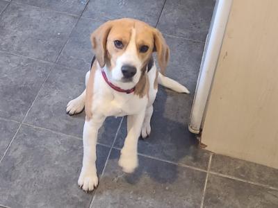 Male Beagle in Sligo