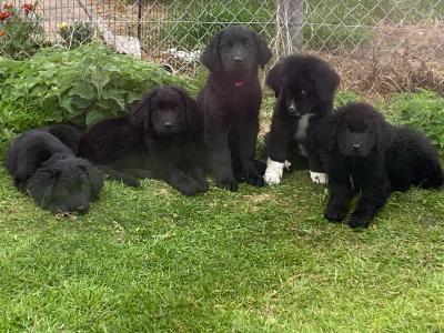 Beautiful Newfoundland puppies in Longford