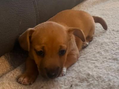 Beautiful female Jack Russell puppy in Limerick