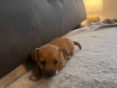 Beautiful Jack Russell puppy
