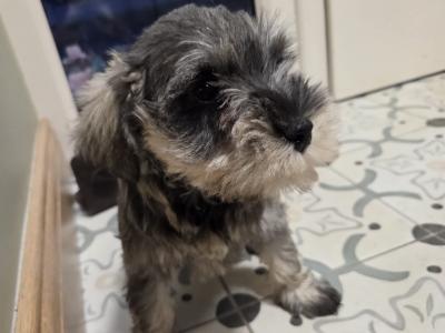 IKC Registered rminiature Schnauzer puppies in Wexford