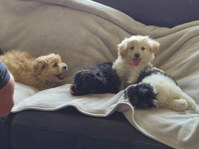 Beautiful Poochon x Pomeranian puppies in Clare