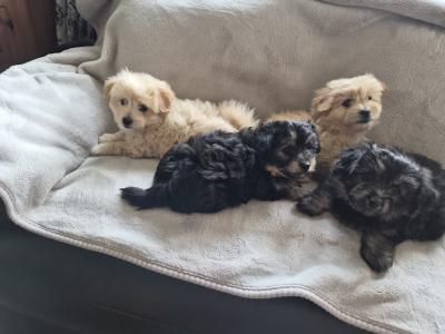 Beautiful Poochon x Pomeranian puppies in Clare