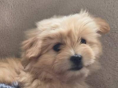 Beautiful Poochon x Pomeranian puppies in Clare