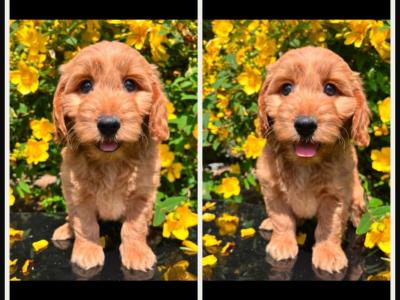 Miniature Goldendoodle puppies in Cavan