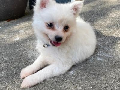 Pomeranian puppies in Galway €580  - Serious Messages Only or call 085 773 7957
