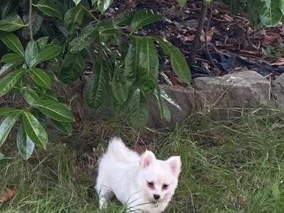 Pomeranian puppies in Galway €580  - Serious Messages Only or call 085 773 7957