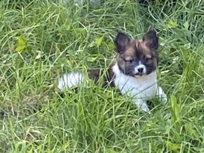 Pomeranian puppies in Galway €580  - Serious Messages Only or call 085 773 7957
