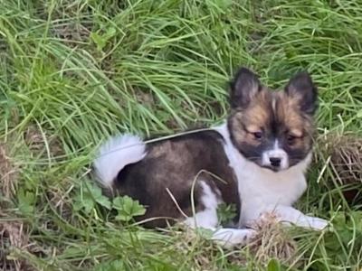 Pomeranian puppies in Galway €580  - Serious Messages Only or call 085 773 7957