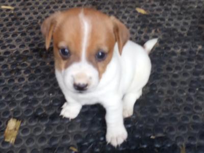 Jack Russell Terrier puppies in Tipperary