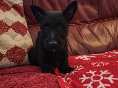 IKC Registered Standard Scottish Terrier puppies in Wexford