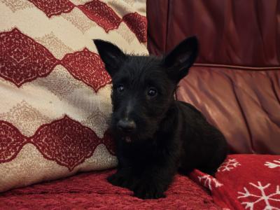 IKC Registered Standard Scottish Terrier puppies in Wexford