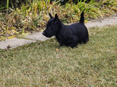 IKC Registered Standard Scottish Terrier puppies in Wexford