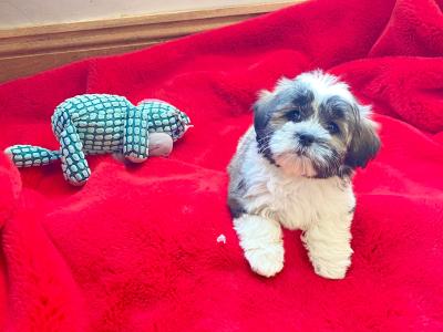Beautiful Teddy Bear ✨❤️female (Bichon Frise x Shih Tzu) puppies in Meath