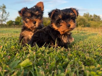 IKC Registered Yorkshire puppies for sale in Cork