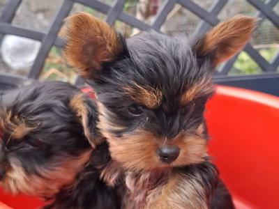 IKC Registered Yorkshire puppies for sale in Cork