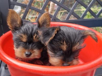 IKC Registered Yorkshire puppies for sale in Cork